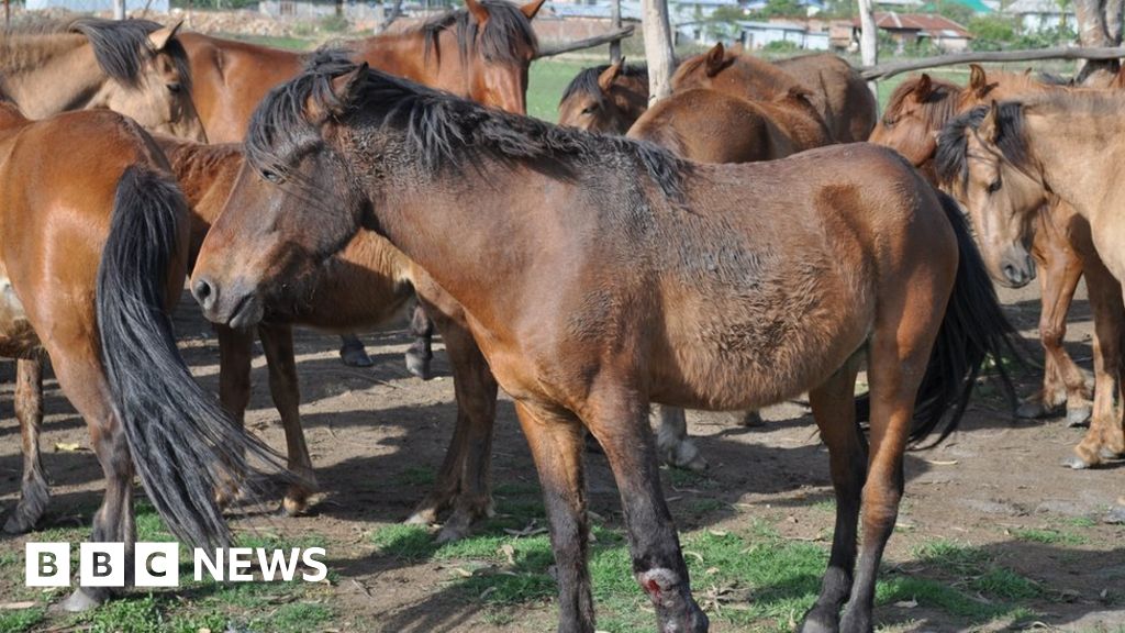 Concern over dwindling number of rare Indian polo ponies BBC News