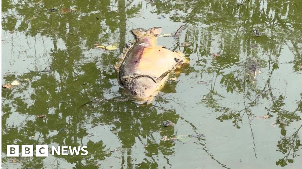 Fish with 'human-like face' spotted swimming in lake