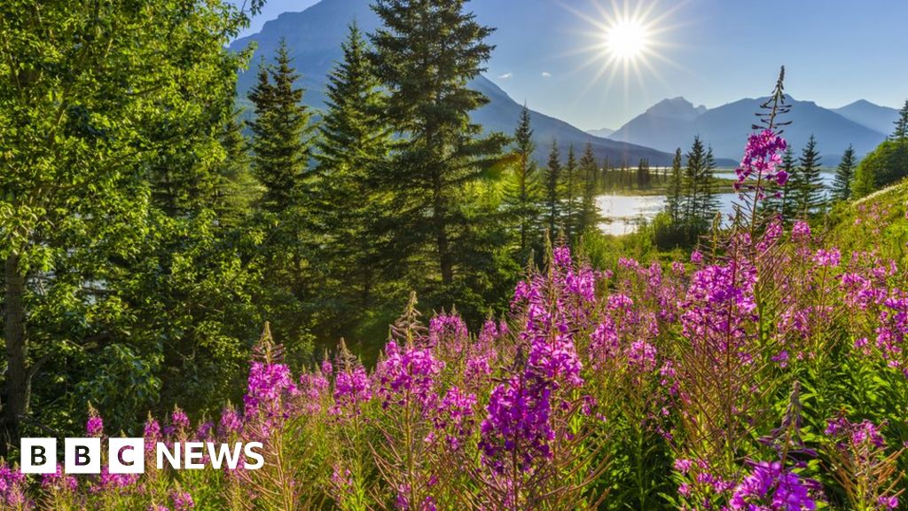 Nature in danger as mountain forest loss quickens