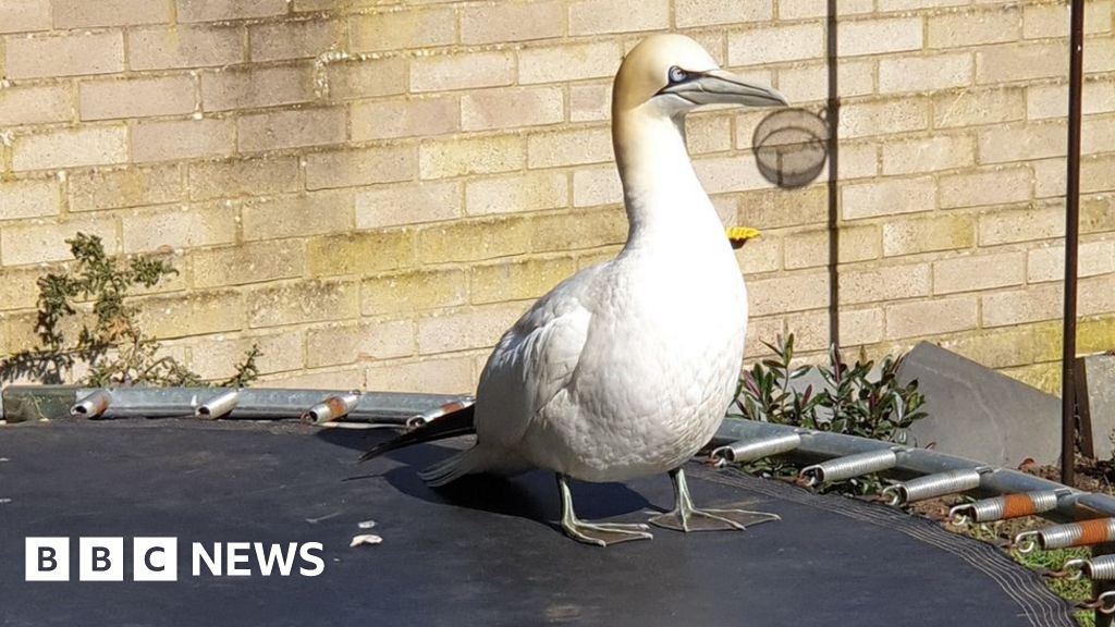 North Atlantic gannet found on Norfolk trampoline