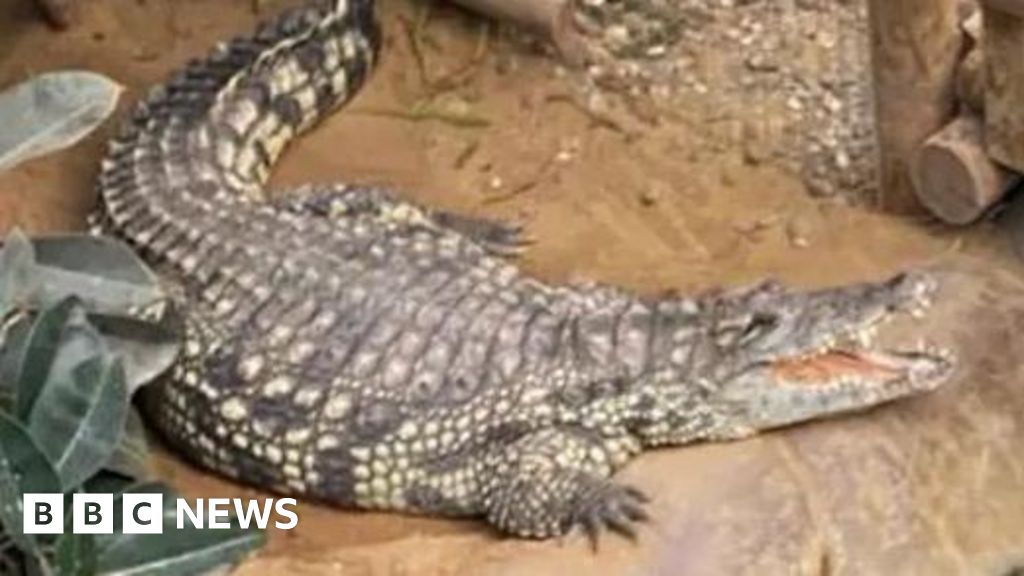 Boy attacked by crocodile is smiling again - parents