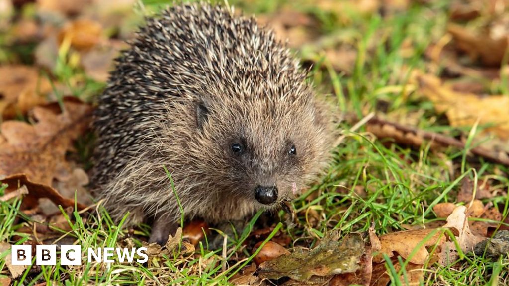 Hedgehogs: Volunteers needed for a spiky study - BBC News