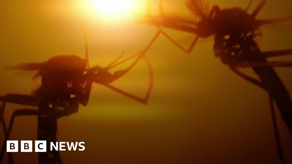 Could serenading mosquitoes help stop the spread of malaria?