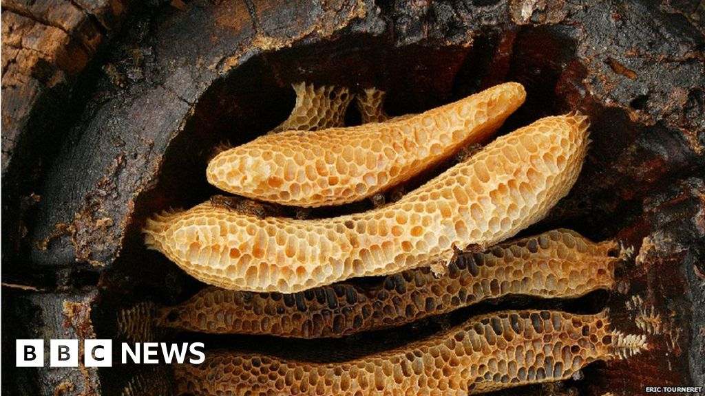 Prehistoric Farmers Were First Beekeepers Bbc News