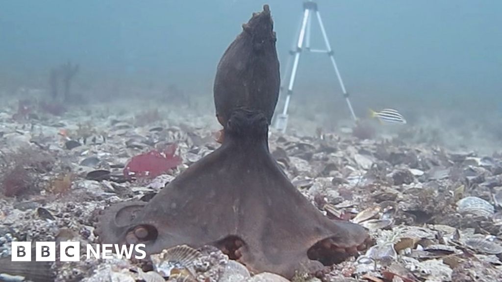 Fighting octopuses 'change colour to signal intent' BBC News