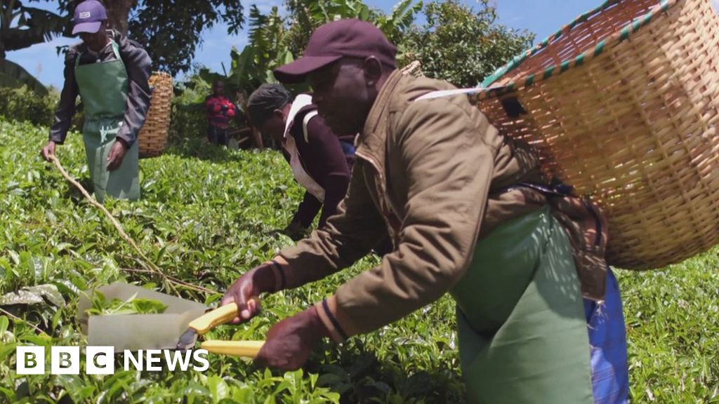 Tea pickers' Scottish compensation case on hold