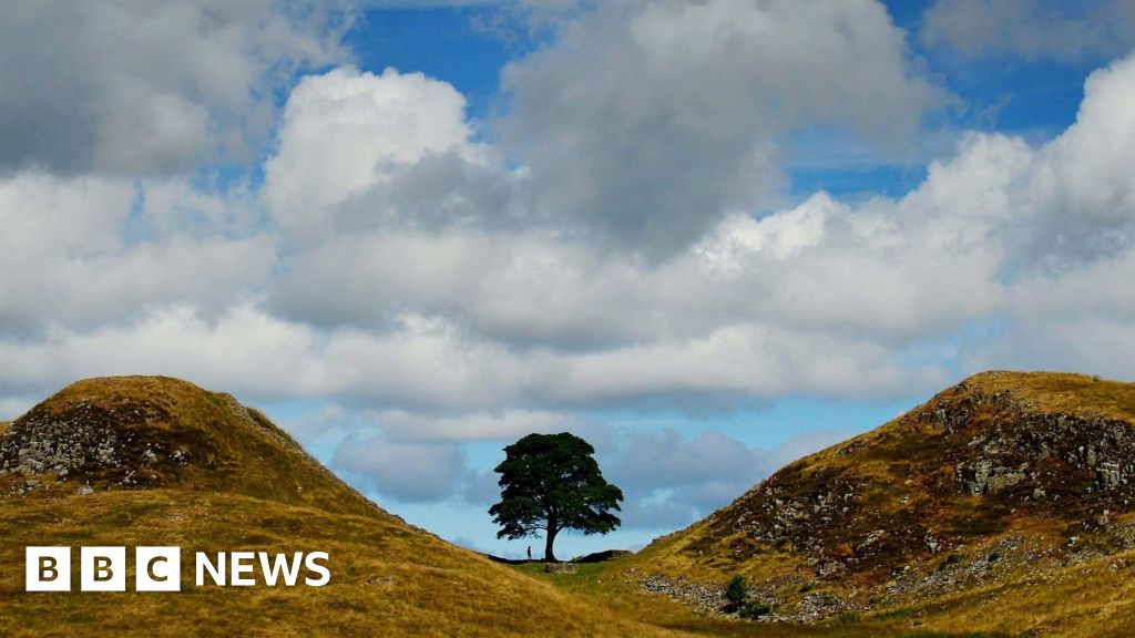 Man accused of felling Sycamore Gap tree told police he was framed in feud