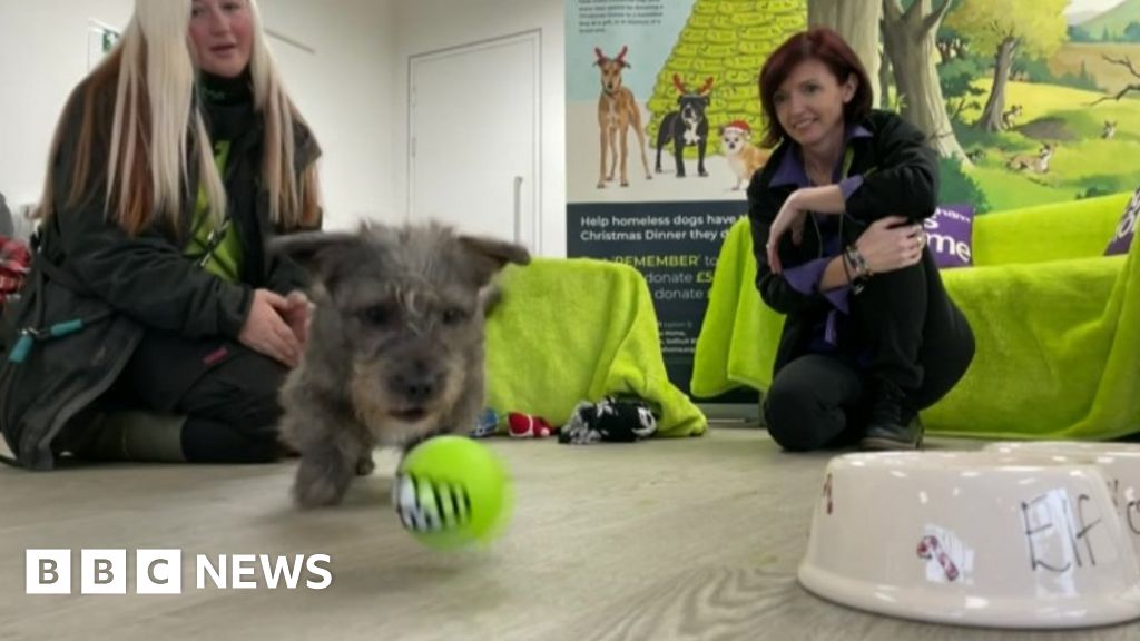 More Than 120 Dogs Arrive At Birmingham Dogs Home In One Week - BBC News