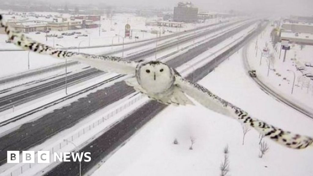 Snowy Owl In Flight Caught On A Traffic Camera Bbc News