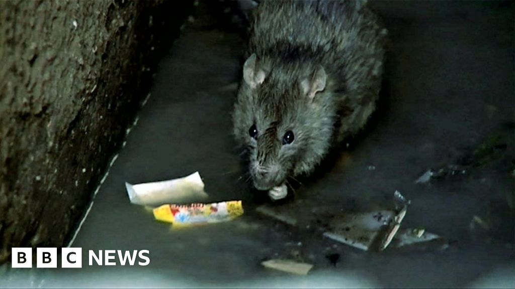 Liverpool rat reports 'up by a third since 2014' BBC News
