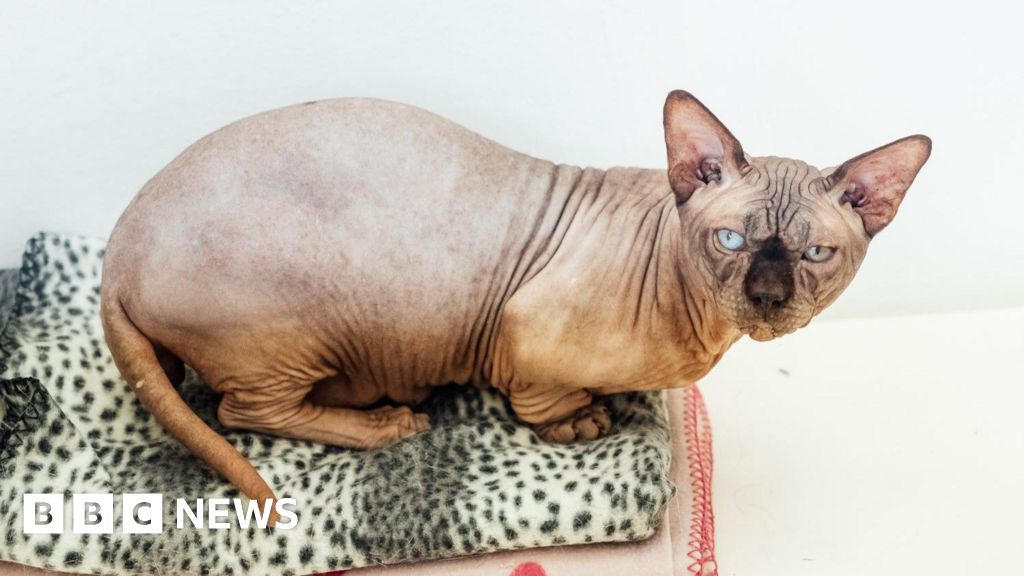 Bald Cat Rescue: Essential Tips to Save and Care for Hairless Pets