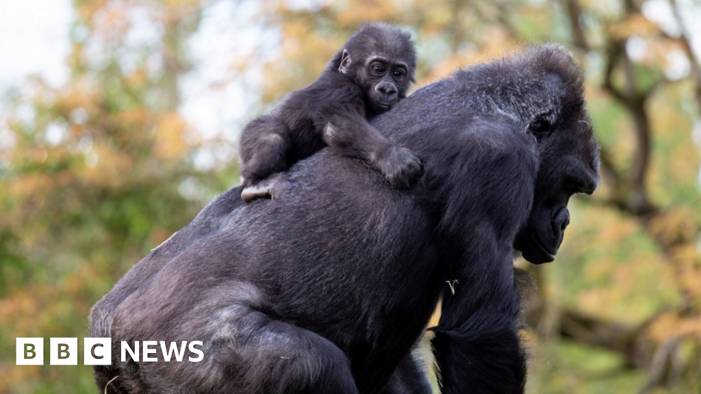 Bristol Zoo gorillas relocated to their new African enclosure