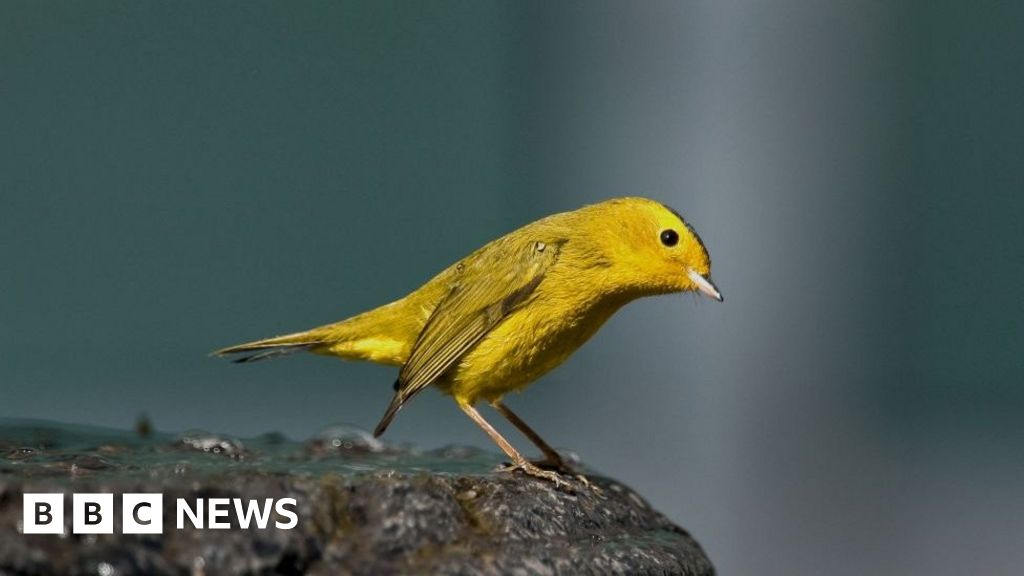 La Sociedad Estadounidense de Ornitología dice que se cambiará el nombre de decenas de aves