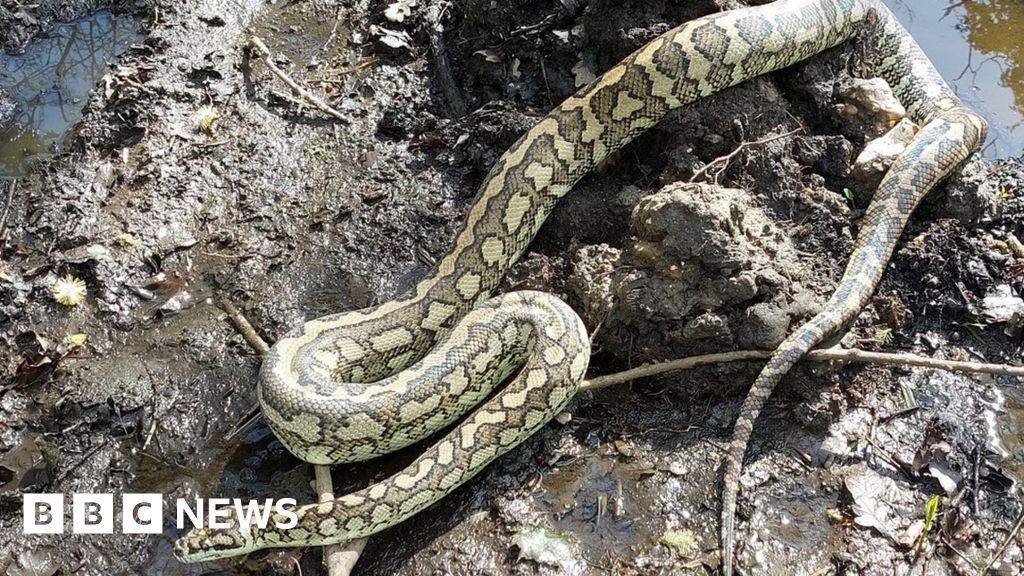 Python spotted near public footpath - BBC News
