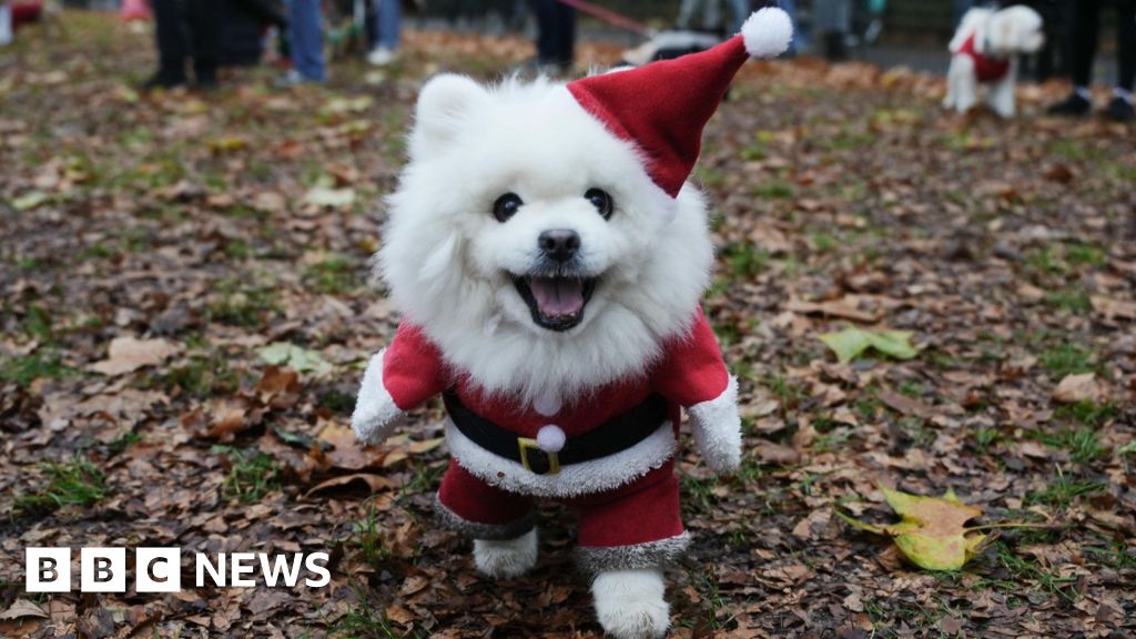 Rescue dogs parade in their Christmas jumpers