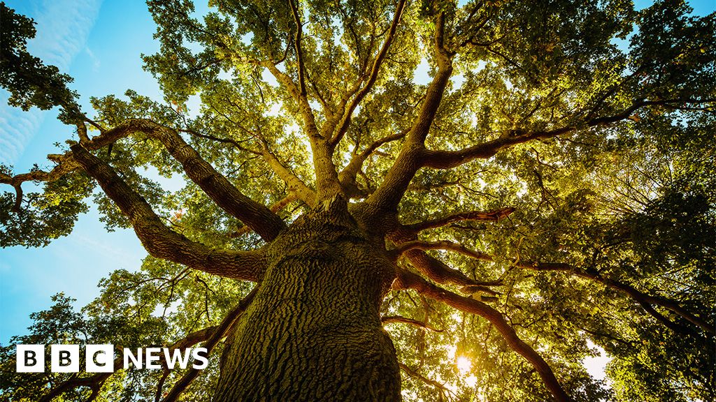 Thousand-year-old oaks seed experimental 'super forest'