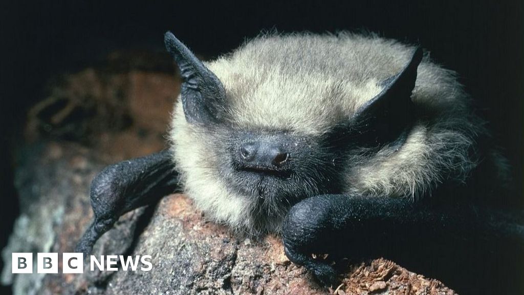 Bats benefit from protected farmland hedgerows