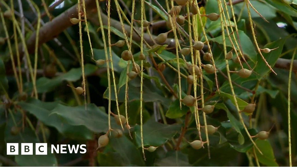 Protecting South Africa's macadamia nut crop BBC News