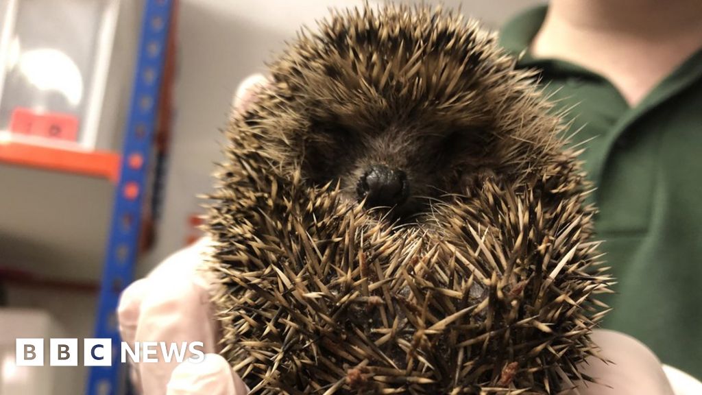 Hoglets 'too light to hibernate' after wet summer, charity says