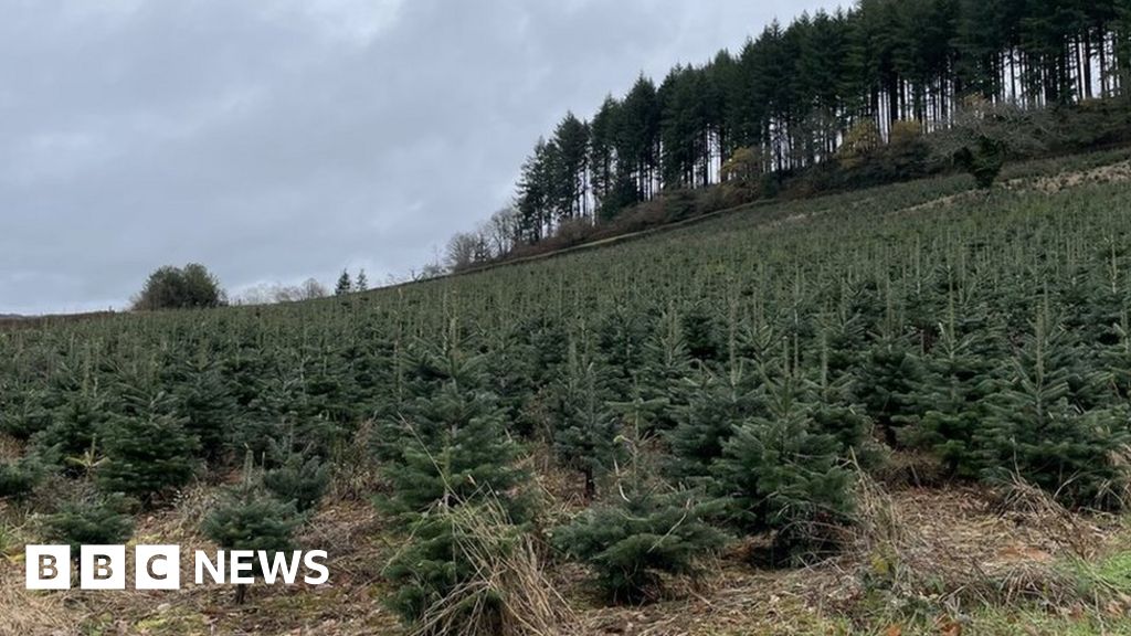 France split over environmental effects of Christmas trees