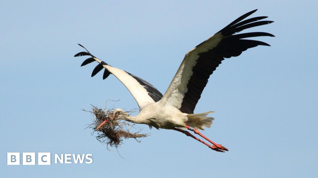 bbc.co.uk - Patrick Barlow - Knepp estate storks begin to nest in Guildford industrial estate