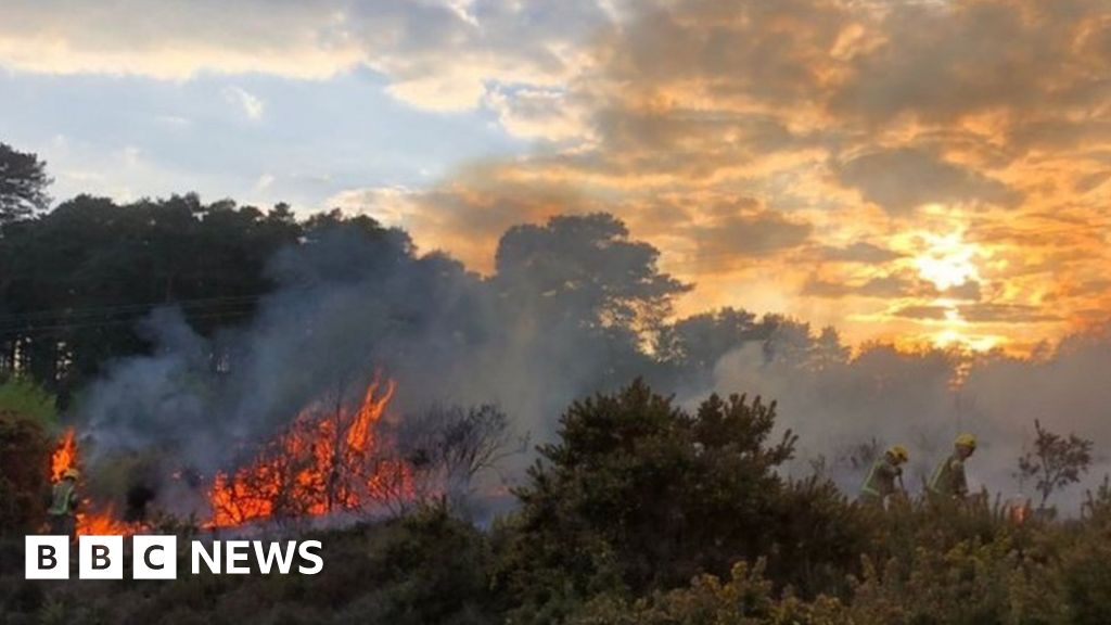 Lions Hill fire: Discarded cigarette blamed for nature reserve blaze ...