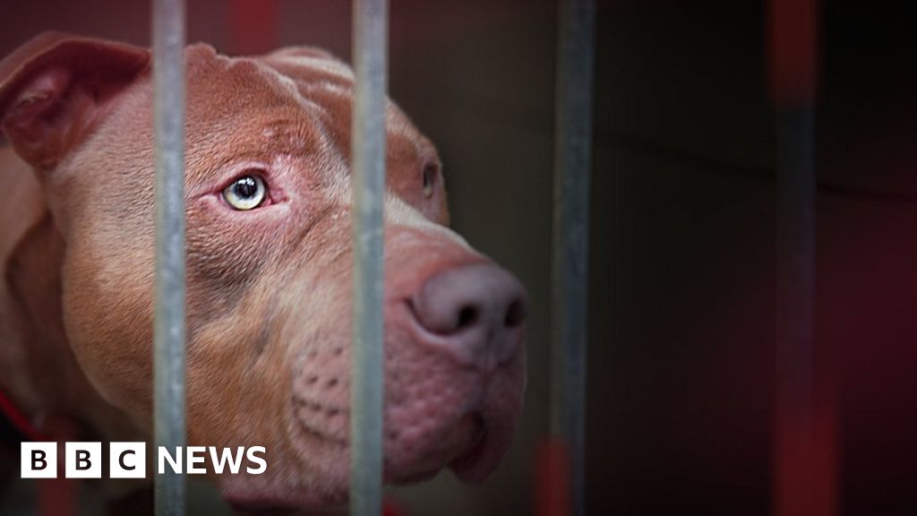 XL bully ban Fears move could increase dog attacks