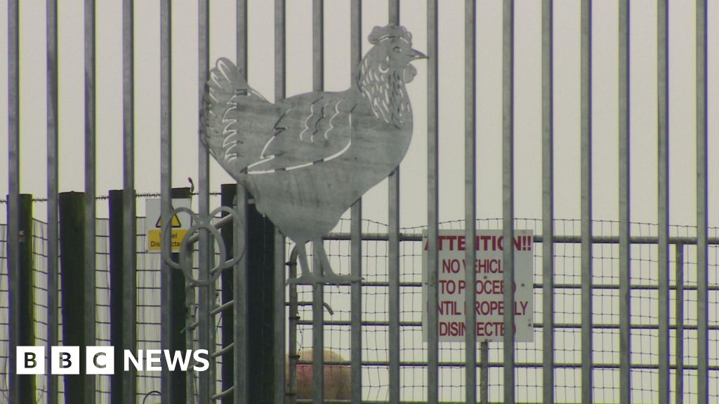 Tens of thousands of birds being culled over suspected avian flu