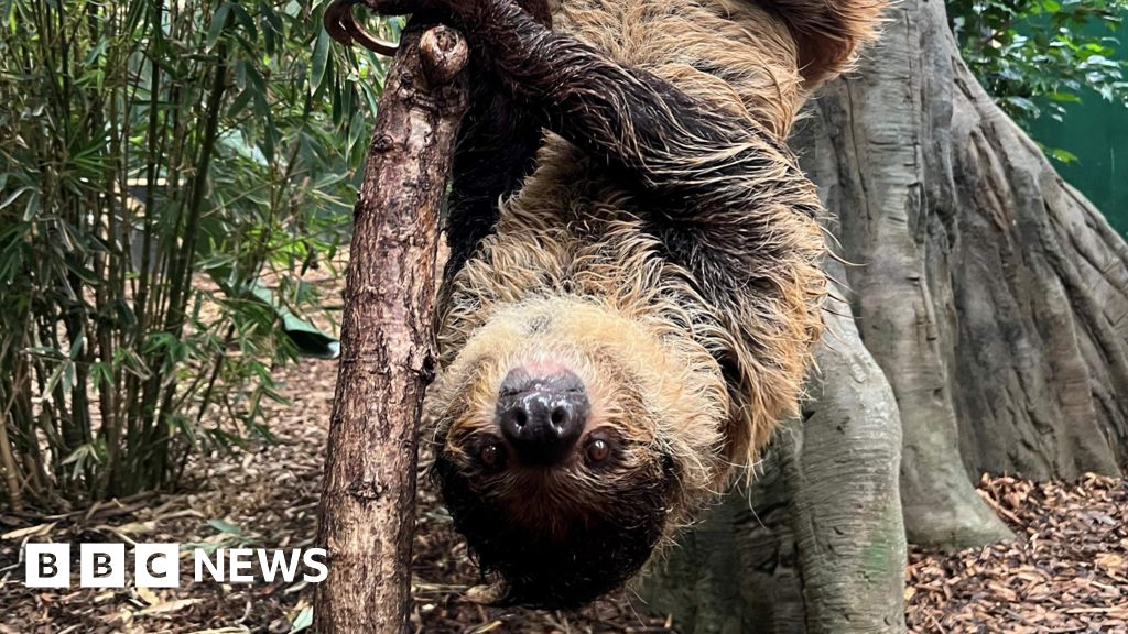 Northumberland Zoo's welcomes Linne's two-toed sloth Sally - BBC News