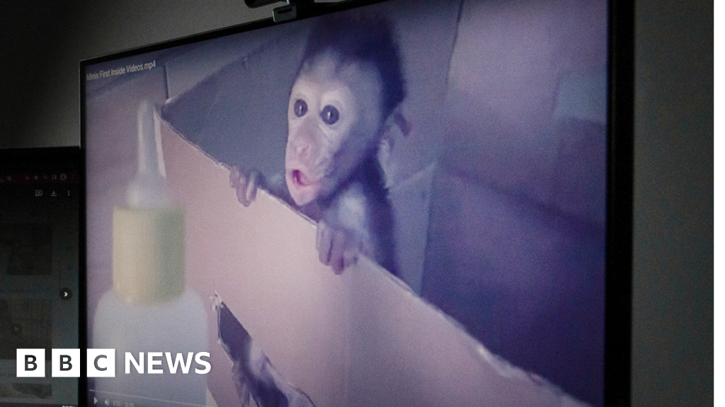 Woman admits role in monkey torture network