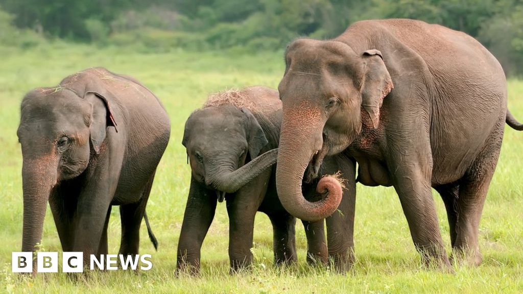 критично застрашена дива природа на Бангладеш слонове получиха съдебна заповед