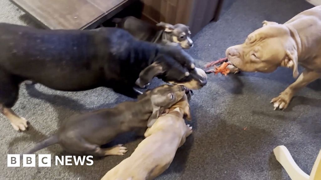 XL bullies 'not walked for weeks before fatal Jaywick attack'