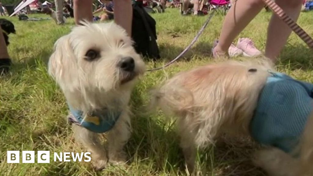 Bristol's DogFest attracts hundreds of dog lovers