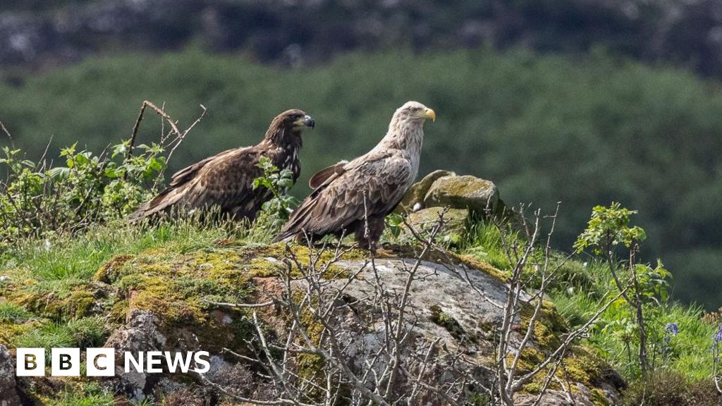 White-tailed eagles spend a year caring for injured chick