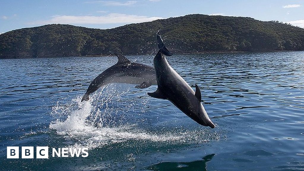 Swim with Dolphins in New Zealand