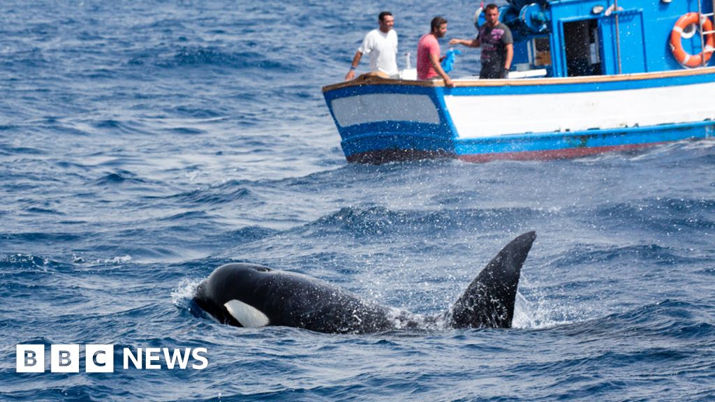 Killer whale boat attack videos might not be what they seem