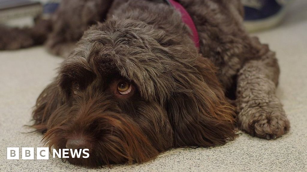 New advice on taking dogs into Scotland's hills BBC News
