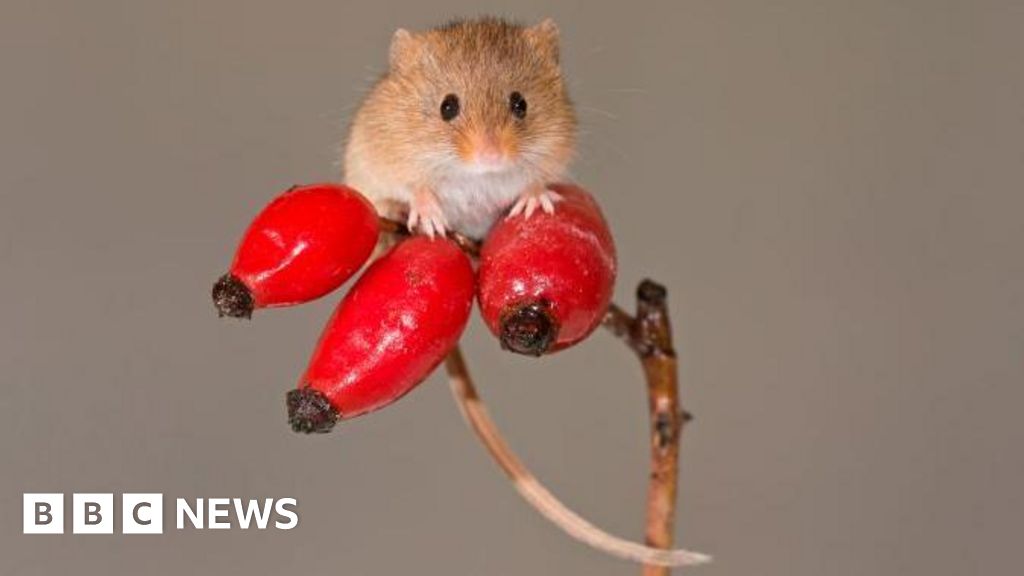 Hunt for UK's smallest mouse in huge Scottish nature reserve