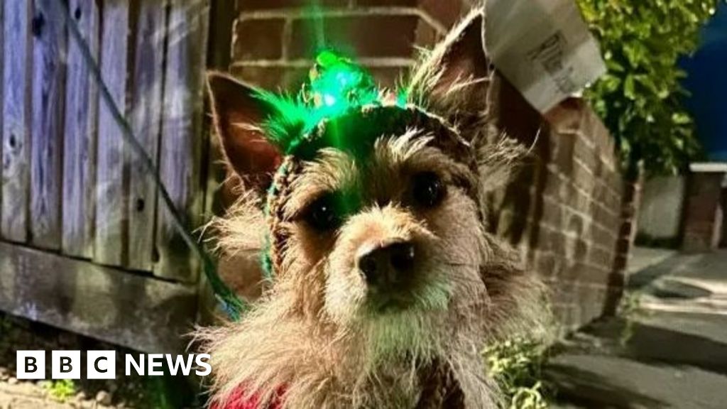 Portsmouth: Dog abandoned in Hilsea stars in McDonald's advert