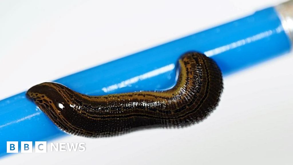 Rare baby leeches hatch at Kincraig's Highland Wildlife Park