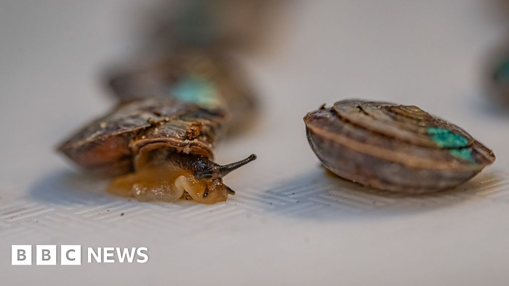 1,329 tiny snails released on remote island