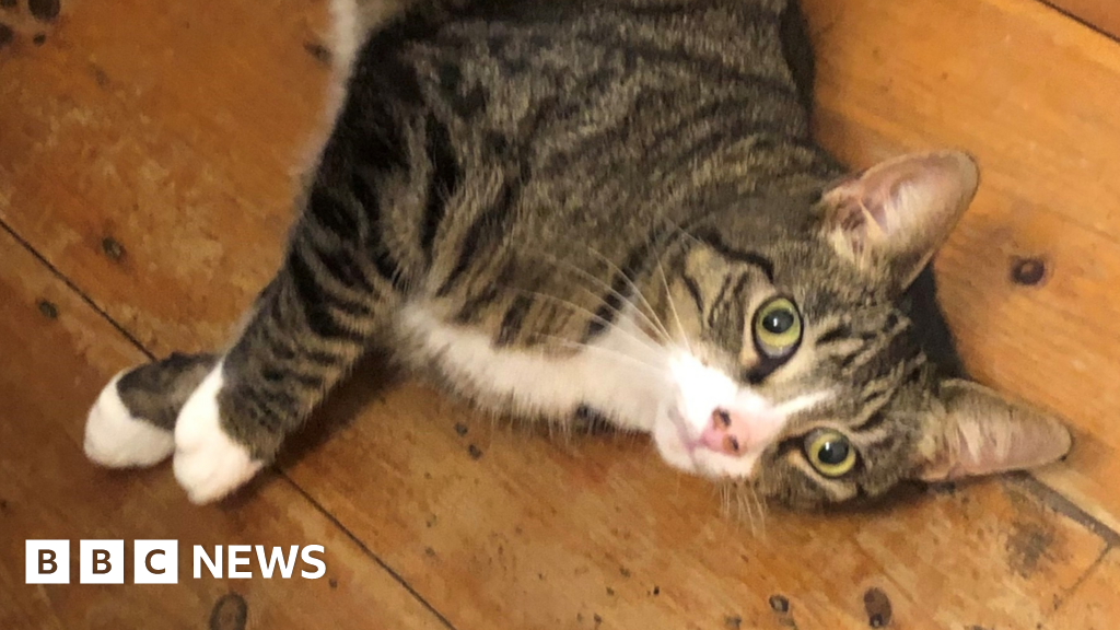 Woman 'blown away' after finding cat missing for seven years