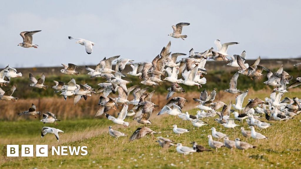 'Humber Estuary's migrating birds must not be disturbed'