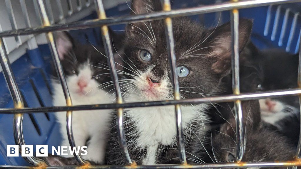 Derby RSPCA appeal after seven kittens dumped in cat carrier