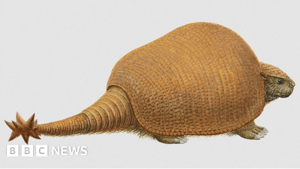 Monstrous fossils 'were armadillos', says DNA evidence - BBC News