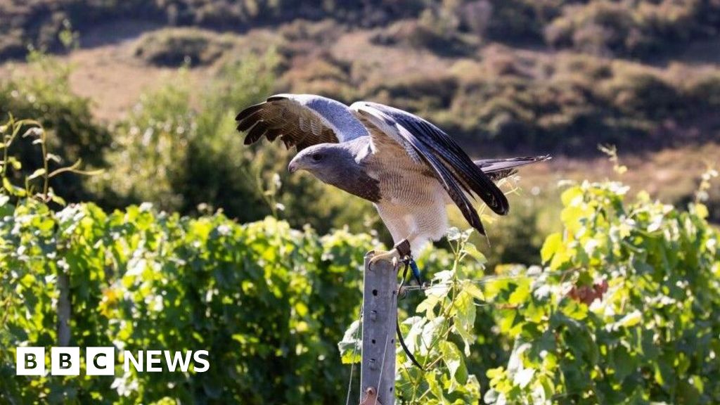 Polegate vineyard deploys birds of prey to guard grapes