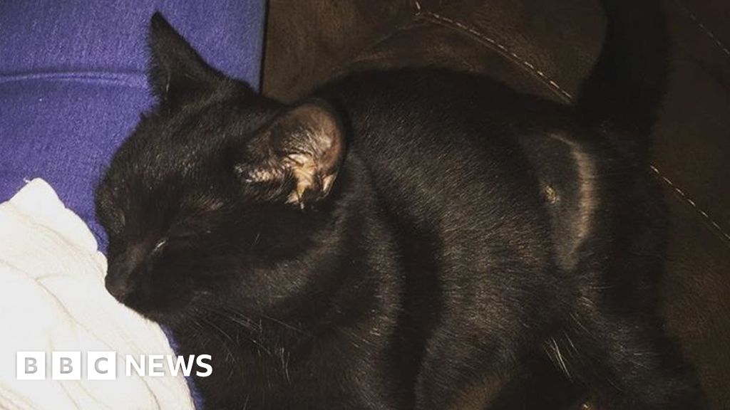 Antifreeze kills cats on Melton Mowbray street, RSPCA says BBC News