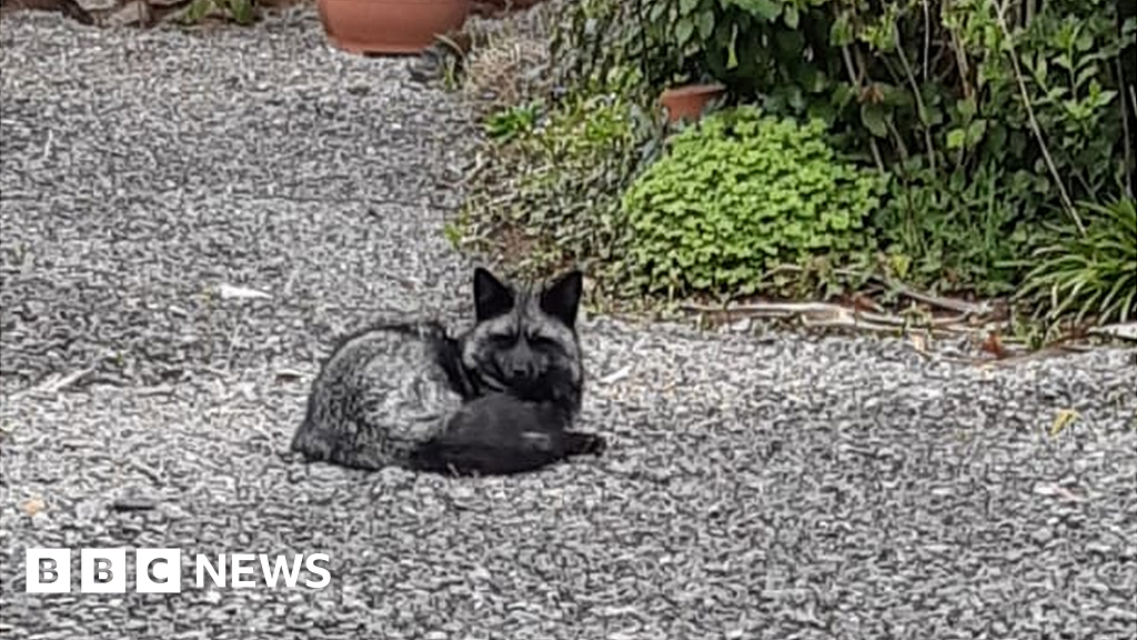 Barry: Rare black fox spotted roaming the streets