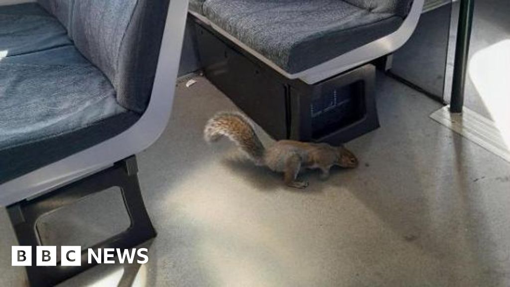 Two squirrel travellers force Gatwick train cancellation