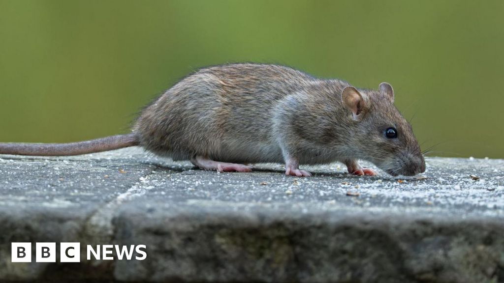 Two-year rat problem 'absolute hell' for residents
